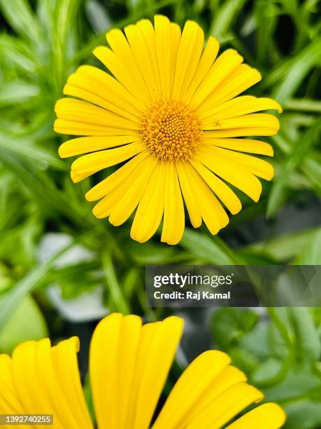 yellow ox-eye in bloom and close up (buphthalmum salicifolium). - buphthalmum salicifolium stock pictures, royalty-free photos & images