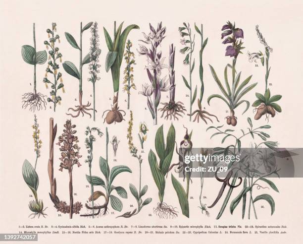 orchideen (orchidaceae), handkolorierter holzstich, veröffentlicht 1887 - orchidee stock-grafiken, -clipart, -cartoons und -symbole