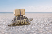 Turtle delivering shipping box on a back.