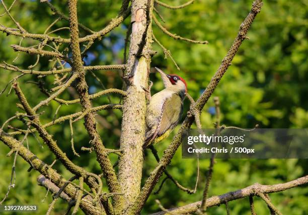 a bird on branch,chelmsford,united kingdom,uk - bulbuls stock pictures, royalty-free photos & images