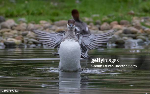 Smew In Flight Smew Duck Photos and Premium High Res Pictures - Getty Images