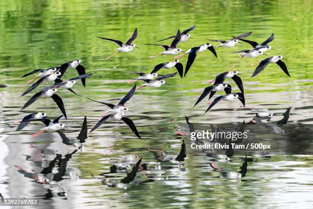 a birds flying over a lake,hong kong - échassier photos et images de collection