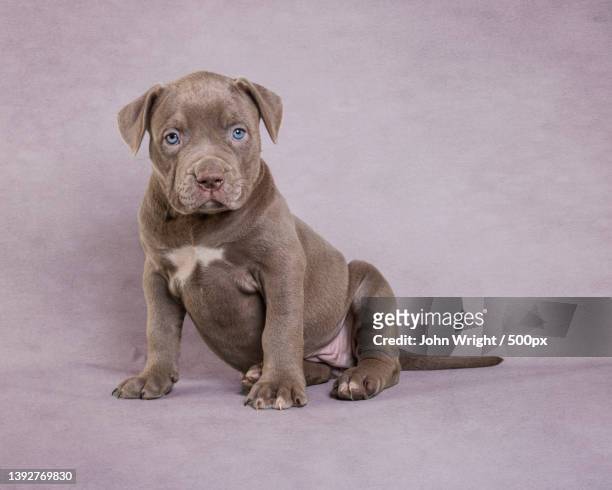 xl bully puppy,american bulldog pup,portrait of pit bull terrier sitting on floor,united kingdom,uk - american pit bull terrier stock-fotos und bilder