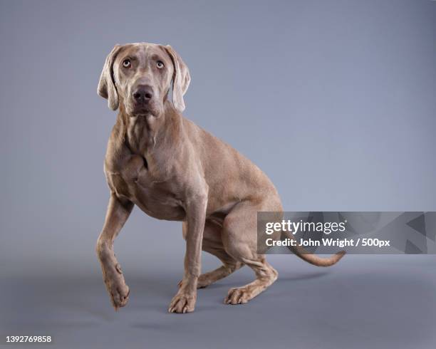 young weimaraner,portrait of weimaraner sitting against gray background,united kingdom,uk - weimaraner stock-fotos und bilder