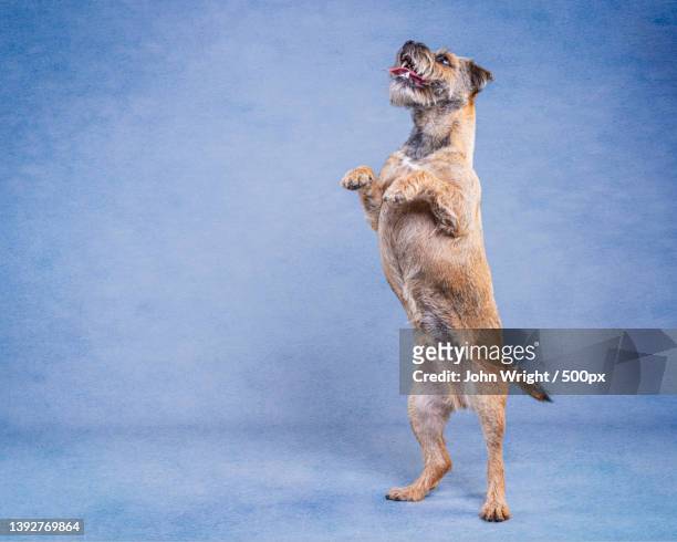 portrait of border terrier in studio standing on blue background,united kingdom,uk - terrier stock pictures, royalty-free photos & images