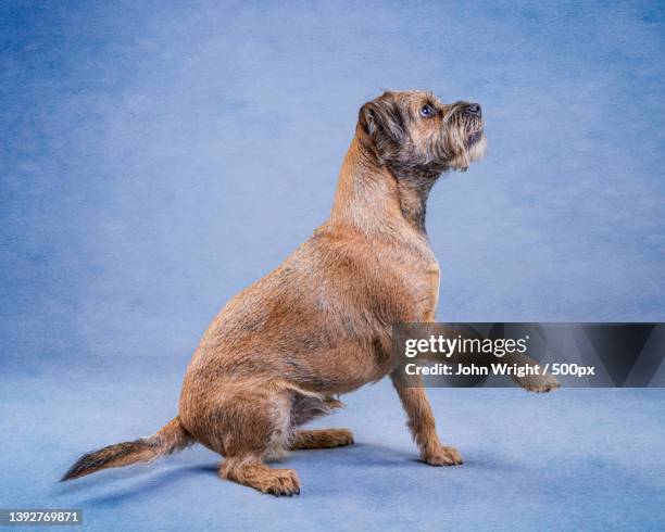 portrait of border terrier in studio against blue background,united kingdom,uk - terrier stock pictures, royalty-free photos & images