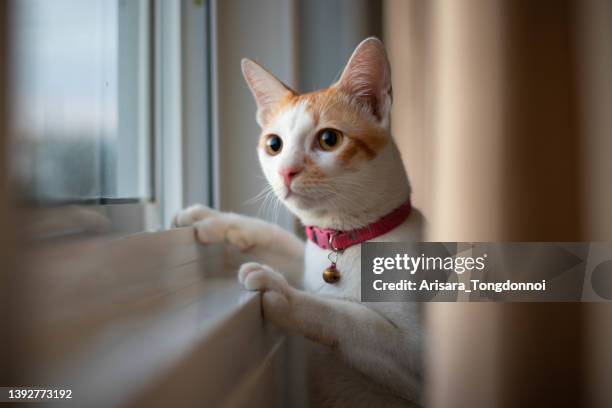 orange and white cat looking at the window - orange cat stockfoto's en -beelden