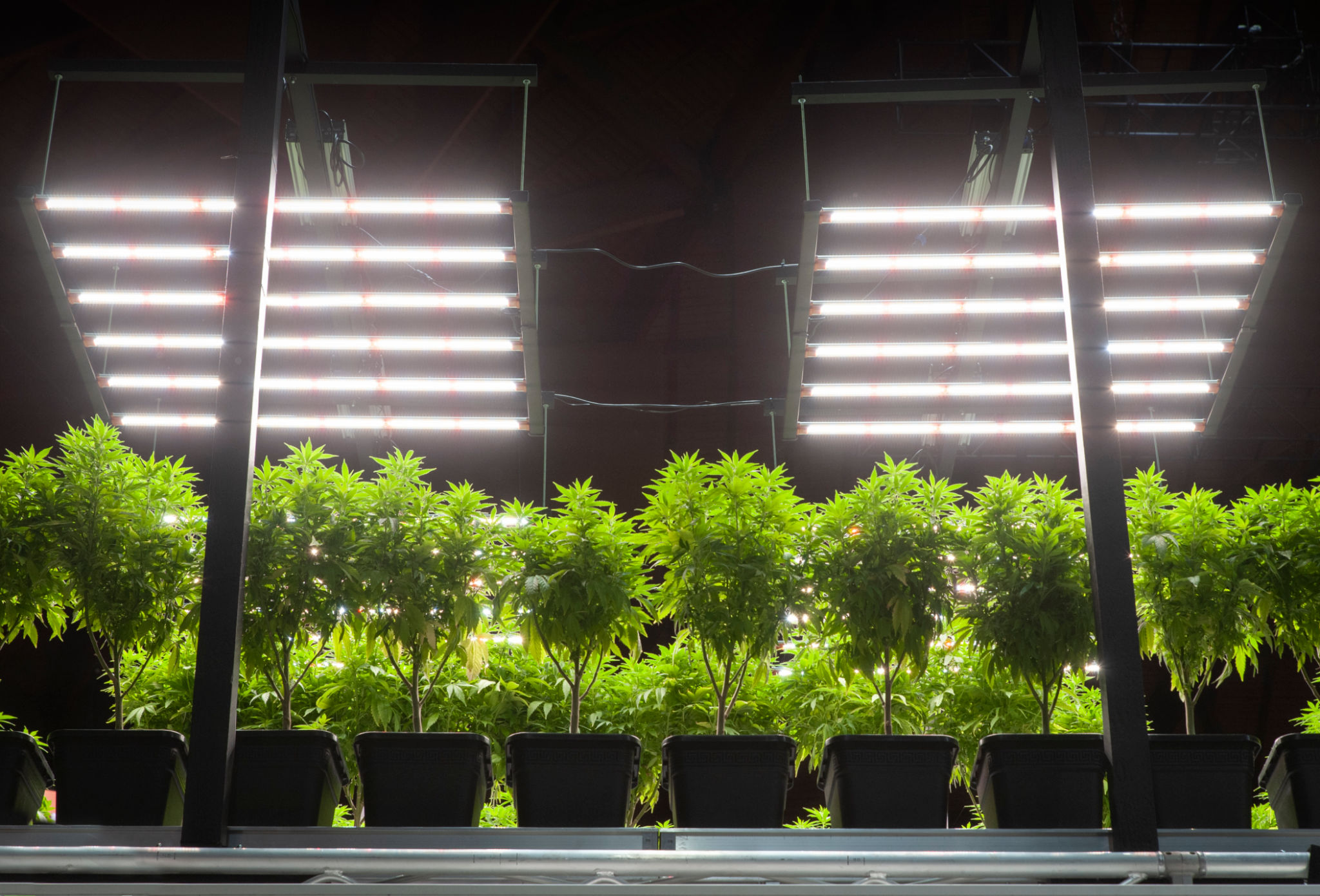 cannabis brand building