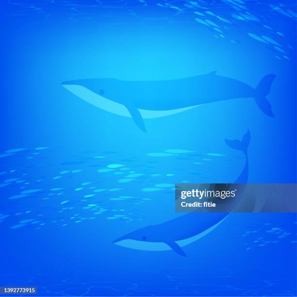 whales preying on schools of fish in the sea. - whale underwater stock illustrations