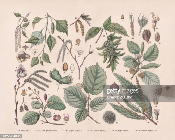 illustrations, cliparts, dessins animés et icônes de arbres à feuilles caduques, gravure sur bois colorée à la main, publiée en 1887 - châtaigne