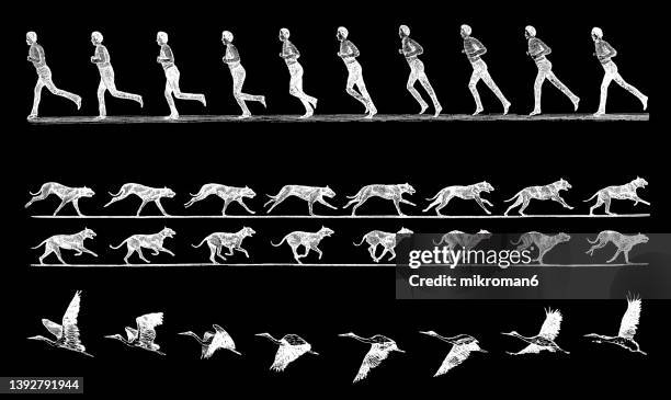 old engraved illustration of human, dog and bird movement sequence - série séquentielle photos et images de collection