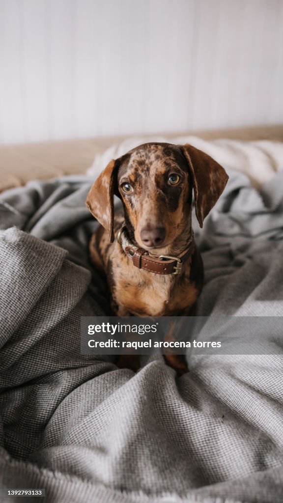 Chocolate dapple Miniature dachshund between the sheets of a bed
