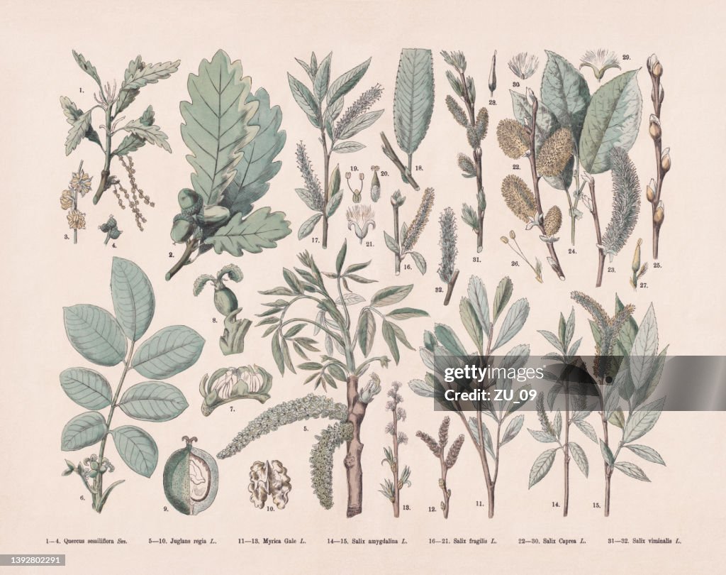 Deciduous trees, hand-colored wood engraving, published in 1887