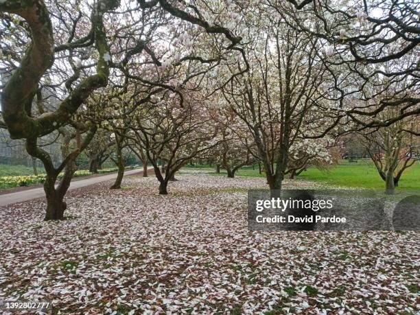 Cardiff Spring Cardiff Spring Photos and Premium High Res Pictures - Getty Images