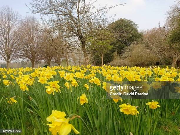 daffodils in bute park - cardiff wales stock pictures, royalty-free photos & images