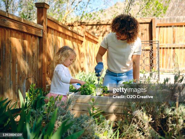 woman in a backyard garden - trädgård bildbanksfoton och bilder