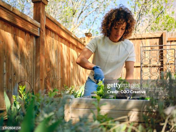 mujer en un jardín trasero - jardinería fotografías e imágenes de stock