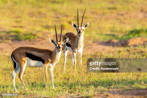 male thomson's gazelle at wild - antílope mamífero ungulado - fotografias e filmes do acervo