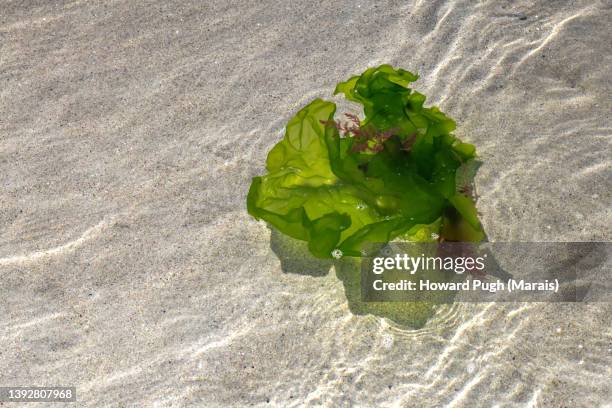 transparent, tranquil, island water - alge stock-fotos und bilder