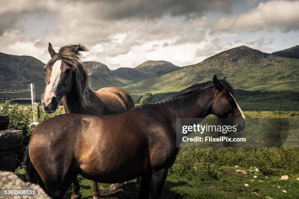 horses in the mountains - county down stock pictures, royalty-free photos & images