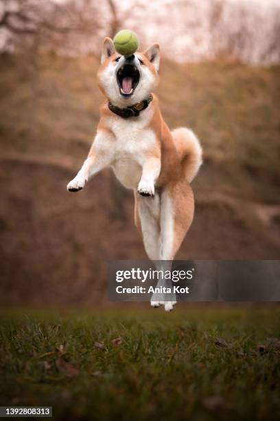 a shiba inu dog is playing with a ball - akita stock pictures, royalty-free photos & images