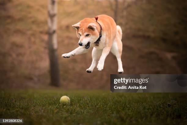 the dog is playing with a ball in the park - shiba inu fotografías e imágenes de stock