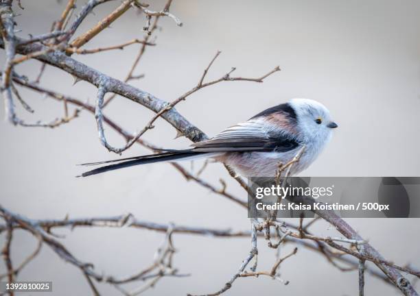 long-tailed tit aegithalos caudatus,close-up of songtitmouse perching on branch,stockholm,sweden - tit stock pictures, royalty-free photos & images