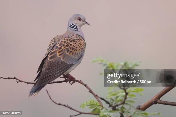 love is in the air,close-up of turtle dove perching on branch against sky,germany - turtle doves stock pictures, royalty-free photos & images