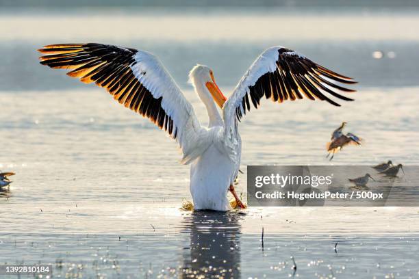 wings up,close-up of pelican flying over sea - pelikan stock-fotos und bilder