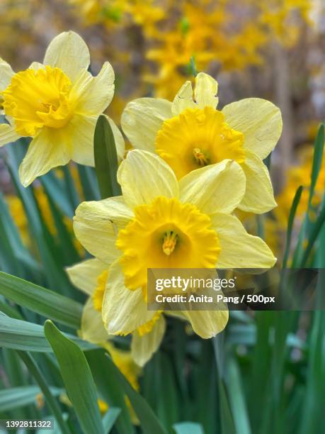 close-up of yellow daffodil flowers - narcissen stockfoto's en -beelden
