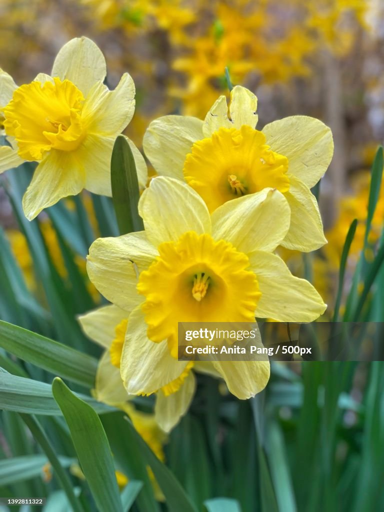 Close-up of yellow daffodil flowers