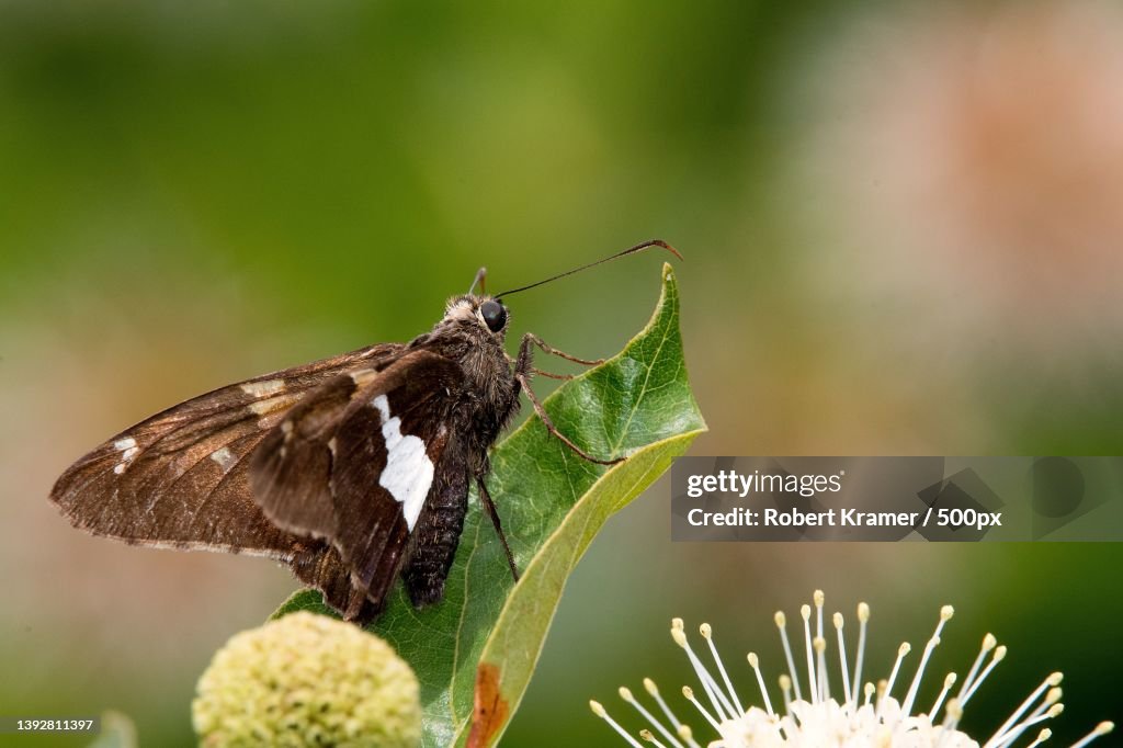Silver-spotted Skipper Epargyreus clarus,Close-up of butterfly perching on plant,North Park Village Nature Center,United States,USA