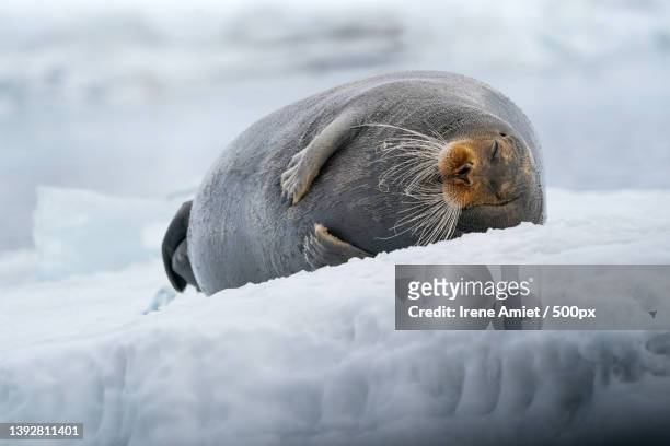 snoozing on ice,close-up of seal on rock,svalbard,norway - seal pup 個照片及圖片檔