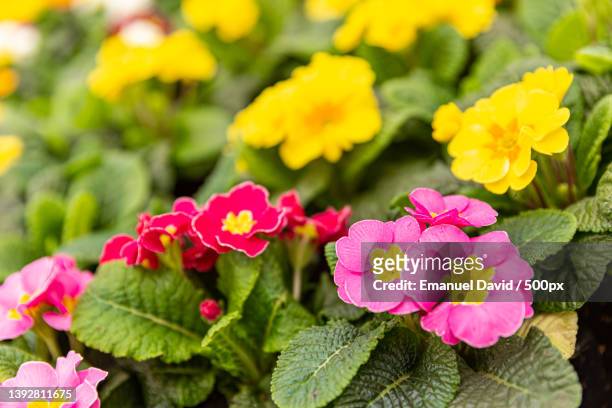 young fresh succulent bright plants,close-up of pink flowering plants - prímula imagens e fotografias de stock