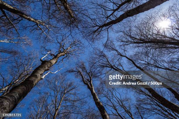 low angle view of bare trees against blue sky,monte livata,italy - bare tree fotografías e imágenes de stock