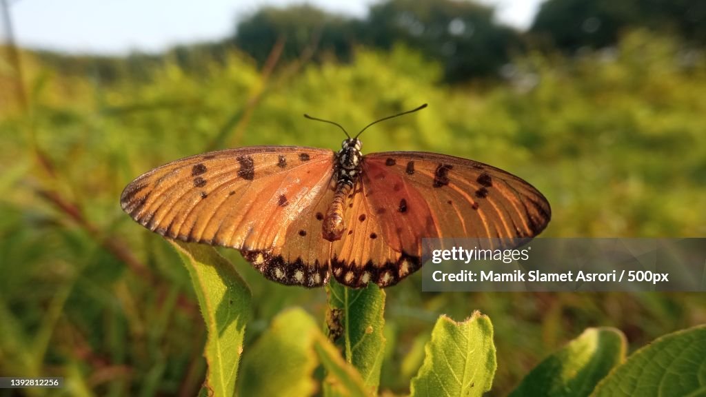 The acraea terpsicore,Or known as tawny coster butterfly,Indonesia