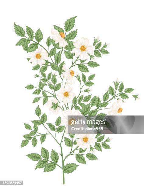 308 White Flowers Transparent Background Stock Photos, High Res Pictures,  and Images - Getty Images