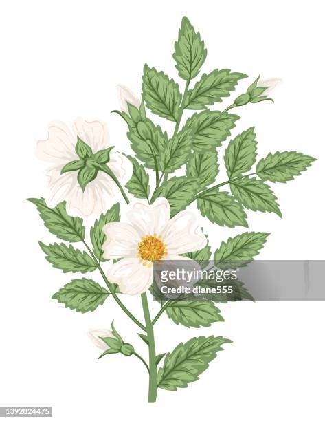 308 White Flowers Transparent Background Stock Photos, High Res Pictures,  and Images - Getty Images