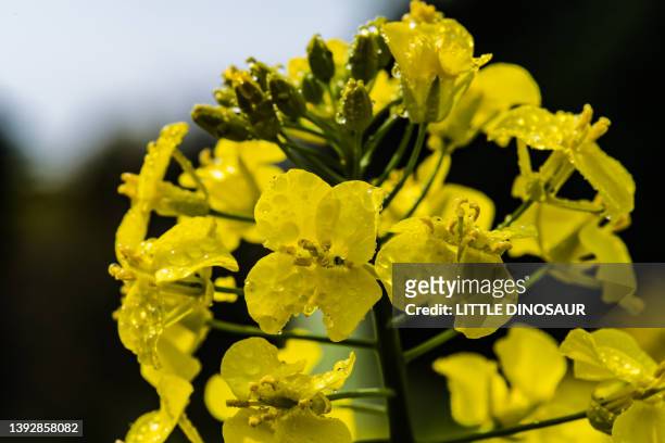 canola flower and dew - crucifers stock pictures, royalty-free photos & images