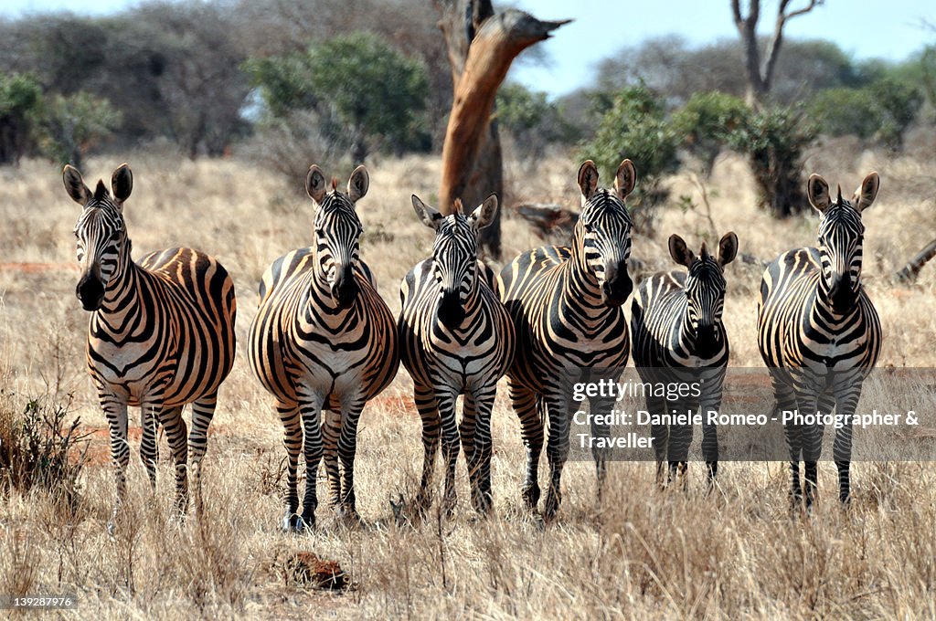 Herd of Zebras