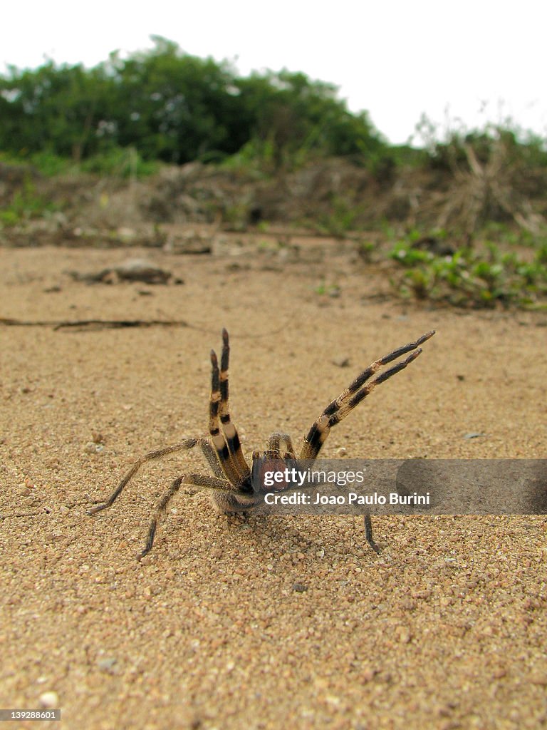 Brazilian wandering spider