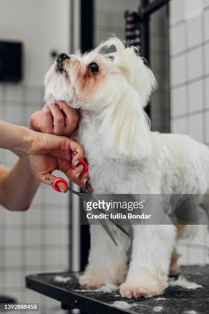 pet grooming - beauty salon ukraine stock pictures, royalty-free photos & images