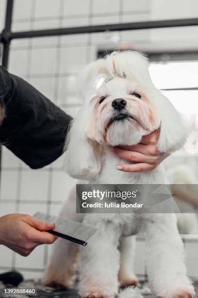 pet grooming - beauty salon ukraine stock pictures, royalty-free photos & images