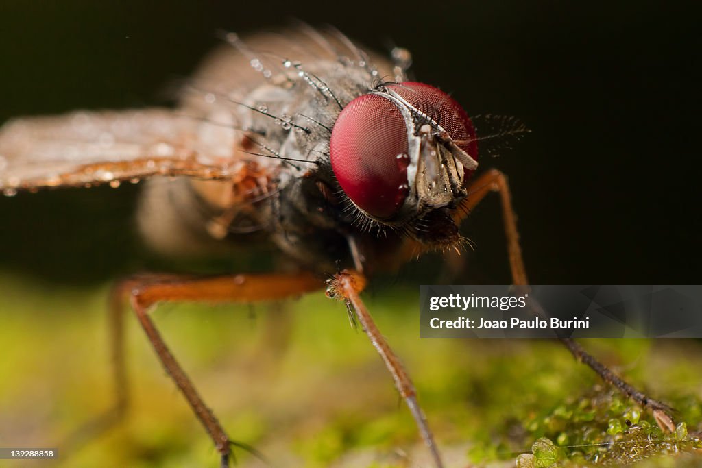 Fly close up with dew
