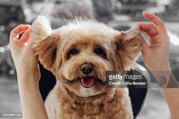 cute poodle dog - lap dog stock pictures, royalty-free photos & images