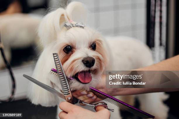 pet grooming - beauty salon ukraine stock pictures, royalty-free photos & images