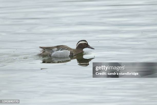 a rare garganey duck, anas querquedula, swimming on a lake. - garganey anas querquedula stock pictures, royalty-free photos & images