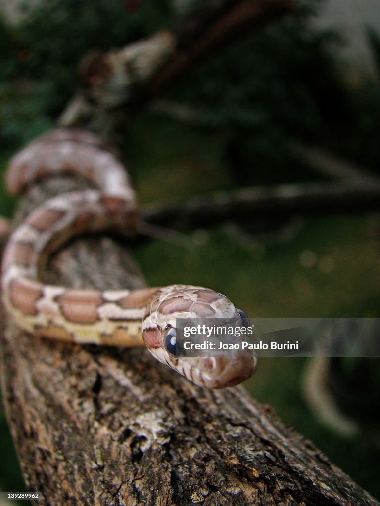 Corn snake