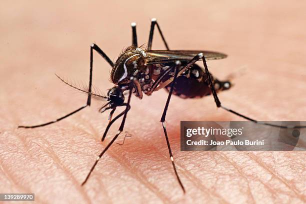 aedes aegypti - zanzara foto e immagini stock