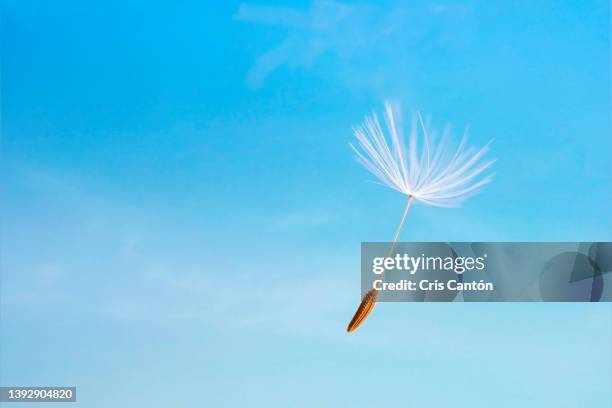 dandelion seed flying in blue sky background - pollen air stock pictures, royalty-free photos & images